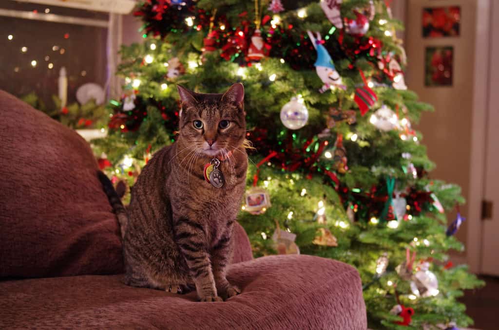 christmas tree cat