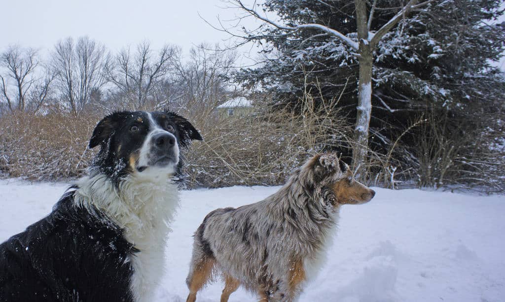 5 Winter Safety Tips For Your Dog