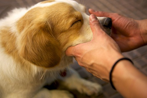 Benefits of Dog Massage
